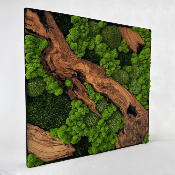 Obraz z mchu z drzewem oliwnym Gaia 60x60 cm - obrazek 3